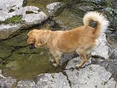 20 Lola al torrente in cerca di pesci